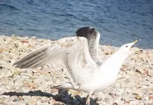 landscapes seagulls istanbul 1835x1532 wallpaper Art HD Wallpaper